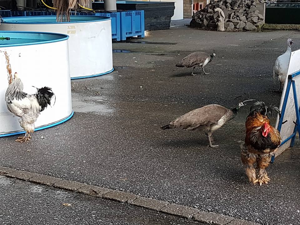 Biggest pet shop in the world